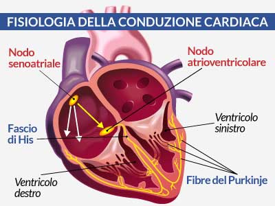 fisiologia-della-conduzione-cardiaca