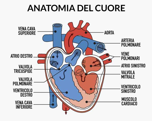 anatomia-del-cuore-cardiocenter-napoli